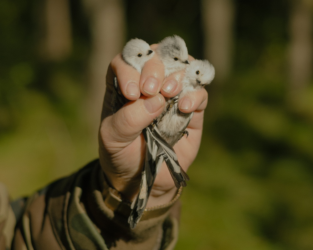 Long-tailed tits are social birds. In autumn and winter they form family flocks and keep constant contact calls so as not to lose each other.