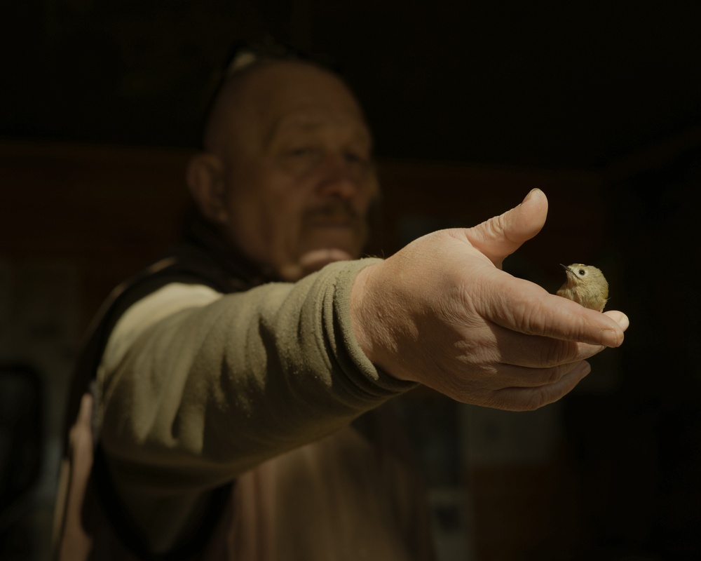 A goldcrest — a tiny forest bird weighing just five grams. Both sexes have a bright yellow crown of feathers; in males an orange stripe runs through its center.