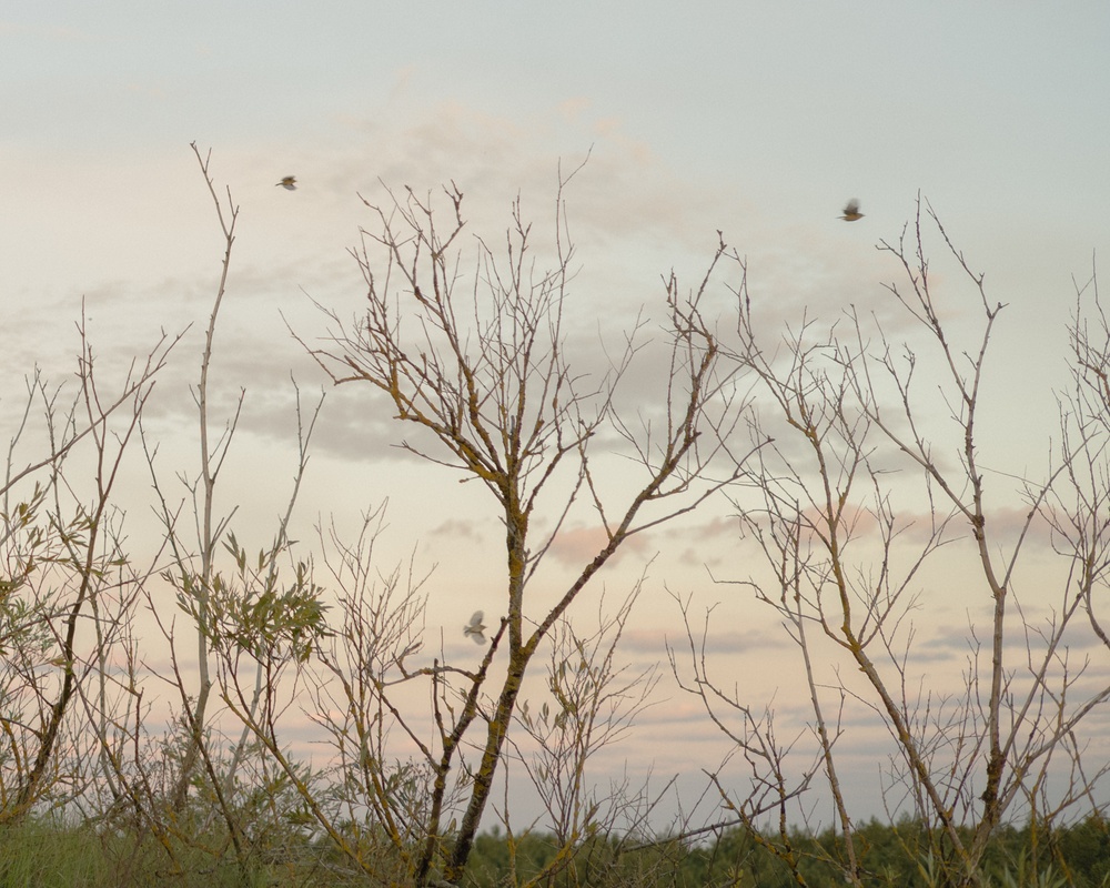 Sunrise hour. Birds fly over the thickets of the Curonian Spit.