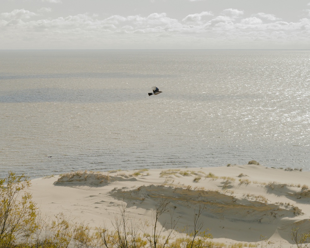 A Eurasian jay flying over the dunes of the Curonian Spit.