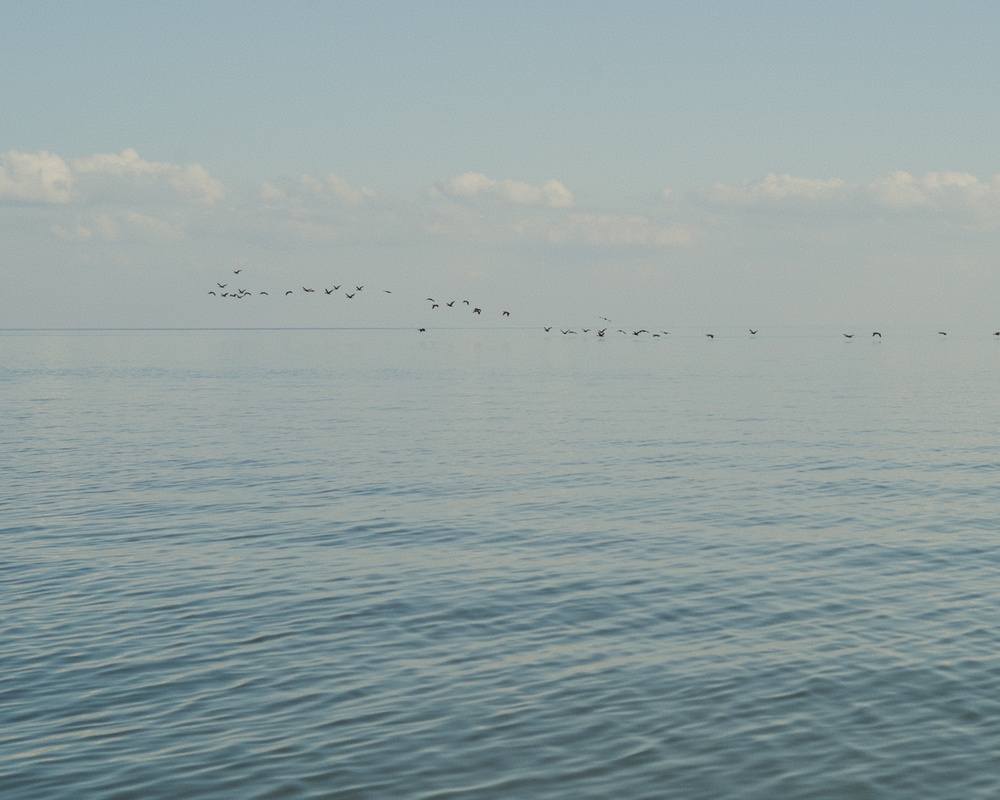 A flock of cormorants flying over the Curonian Lagoon.