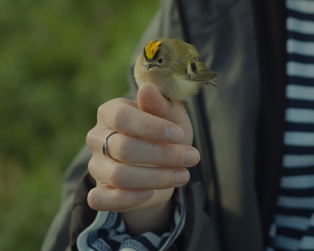 A goldcrest — a tiny forest bird weighing just five grams. Both sexes have a bright yellow crown of feathers; in males an orange stripe runs through its center.