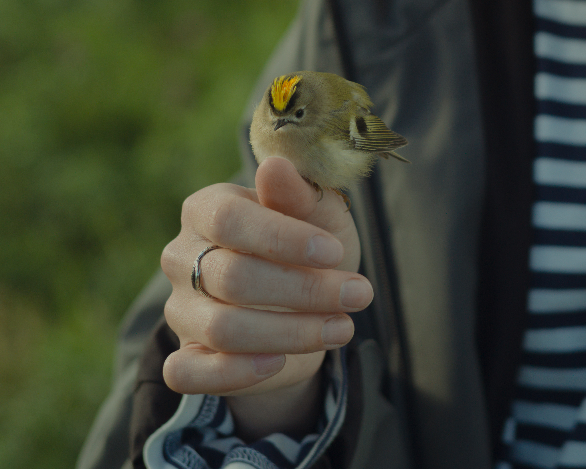 A goldcrest — a tiny forest bird weighing just five grams. Both sexes have a bright yellow crown of feathers; in males an orange stripe runs through its center.