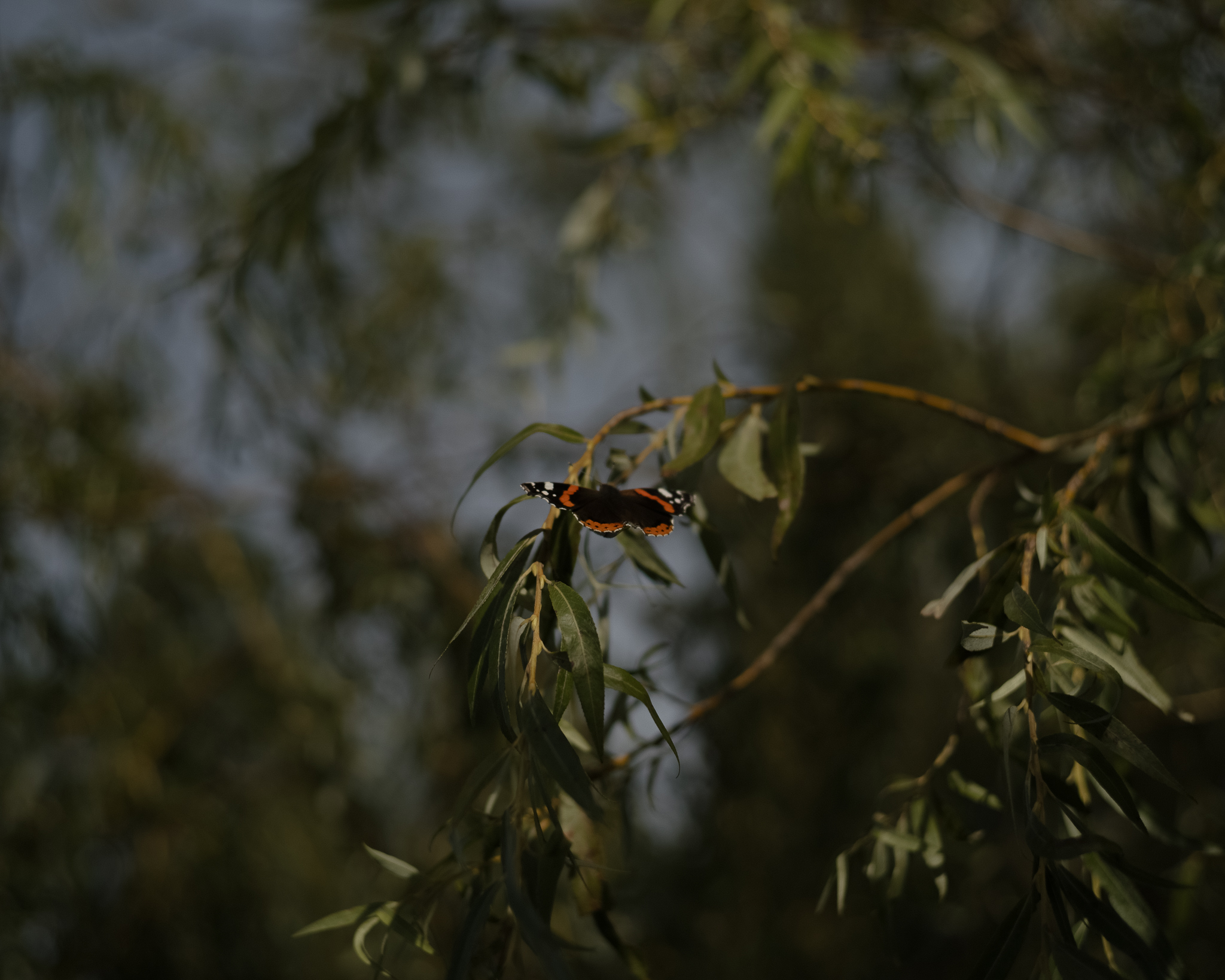 A red admiral butterfly migrates from Southern Europe and North Africa northward, including across the Curonian Spit, covering enormous distances for a butterfly and even crossing seas. Along the way they pollinate plants, linking ecosystems. Scientists have learned to identify the origin of pollen on their legs, tracing their routes through plant species that bloom only in specific regions. This is how they discovered that one of the butterflies they examined had arrived from the Caucasus.