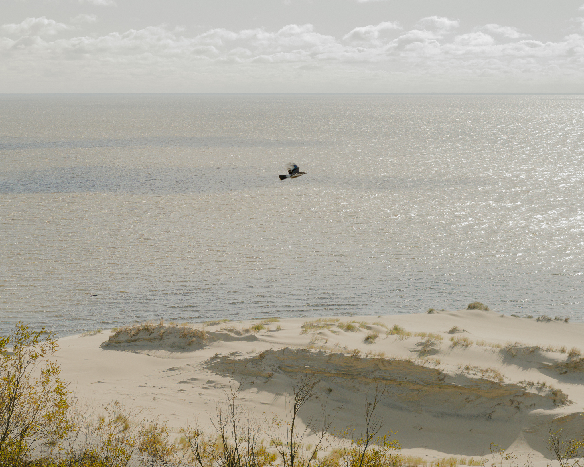A Eurasian jay flying over the dunes of the Curonian Spit.