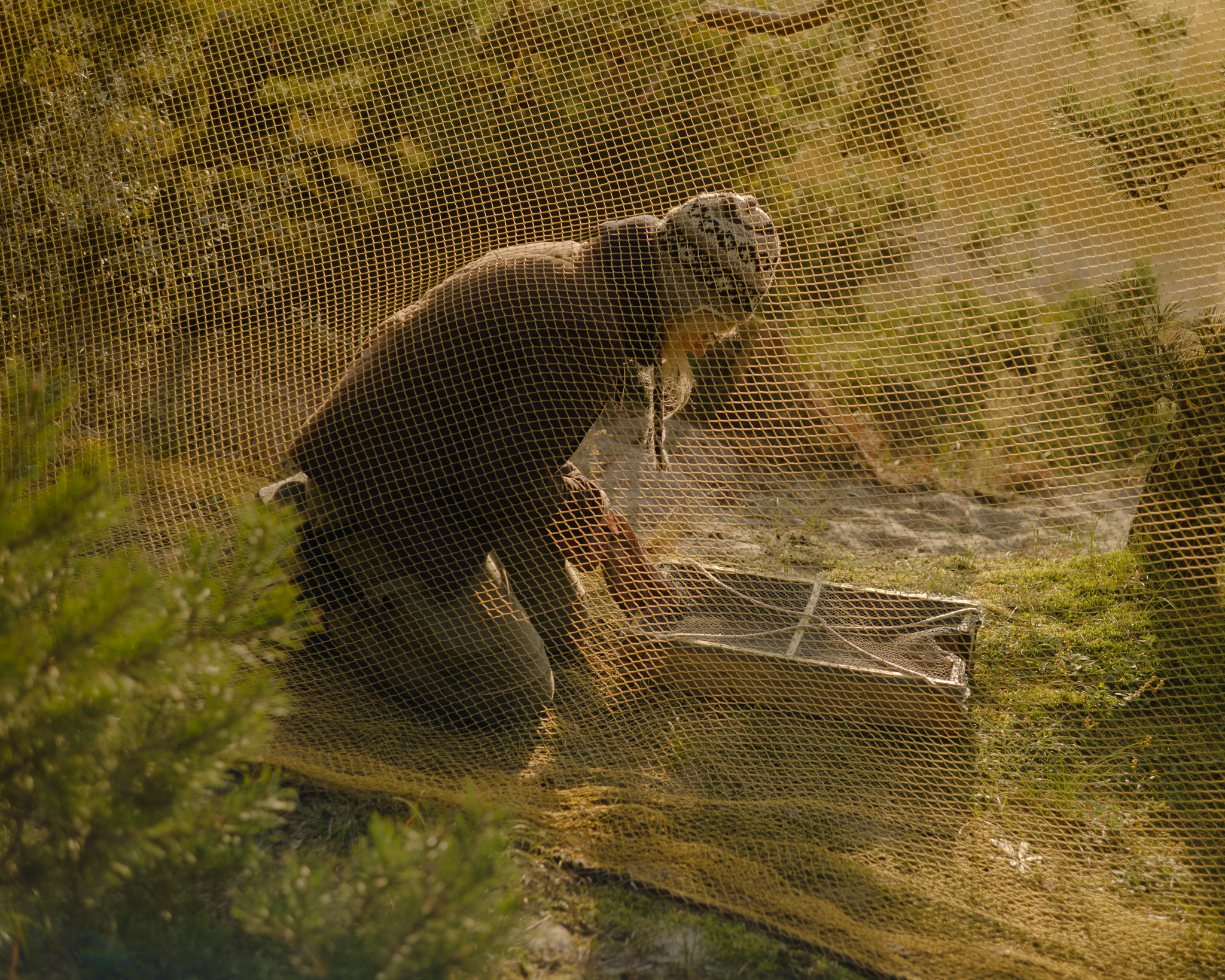 Sometimes birds hide or get stuck in the folds of the trap, so the ornithologists check it carefully. They carry a wooden box for safe bird transport.