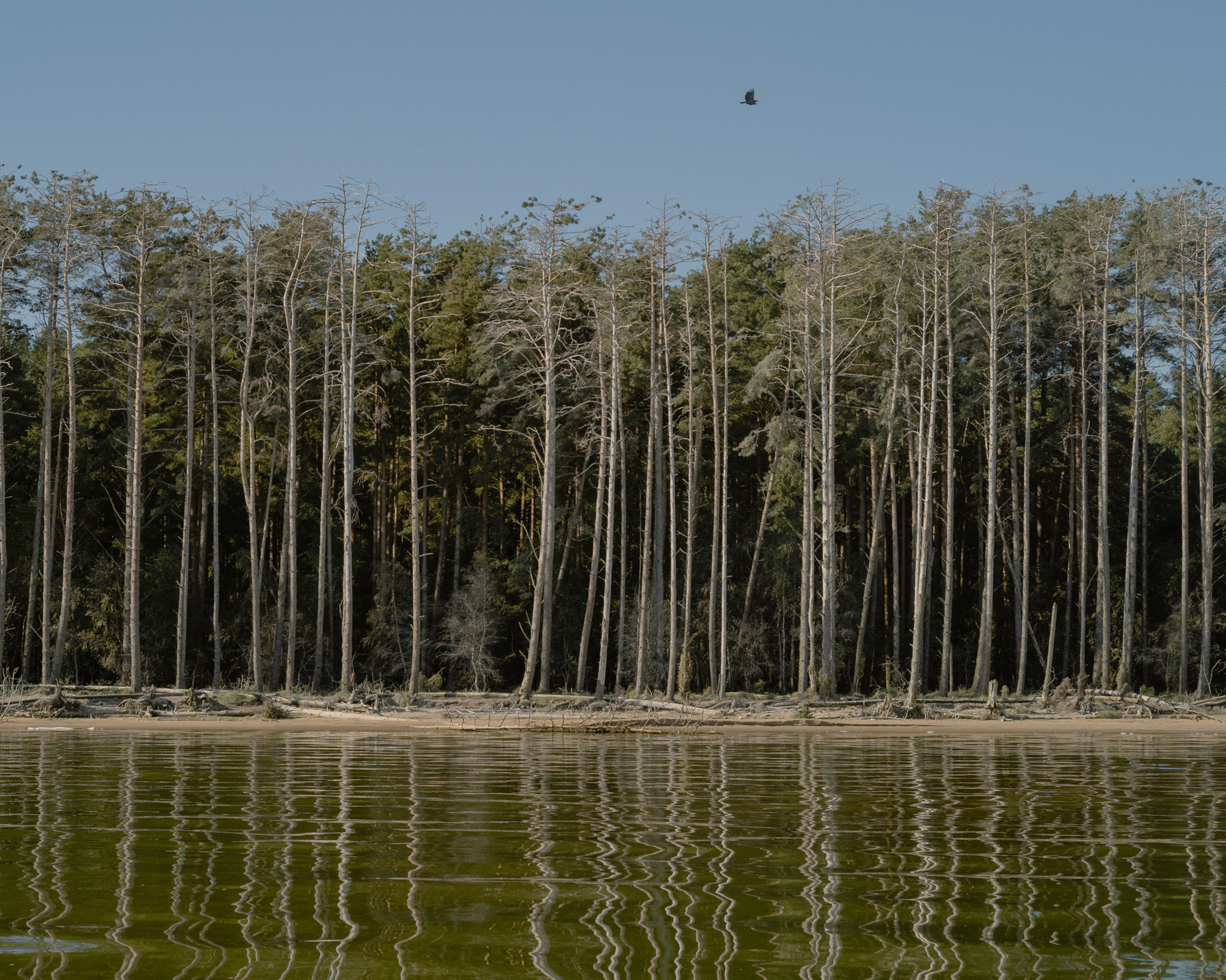 A white-tailed eagle over the coastal forests of the Curonian Spit.