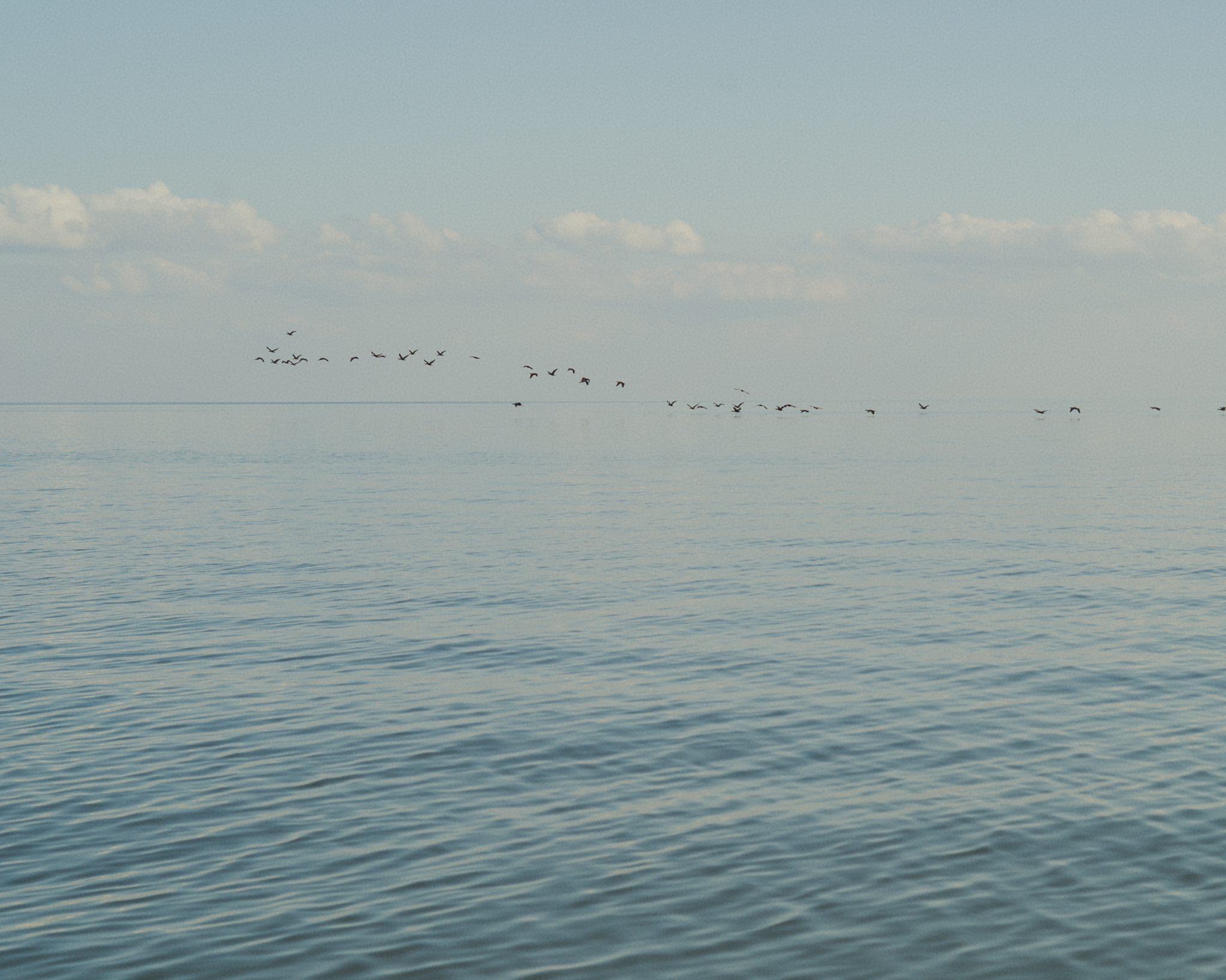 A flock of cormorants flying over the Curonian Lagoon.