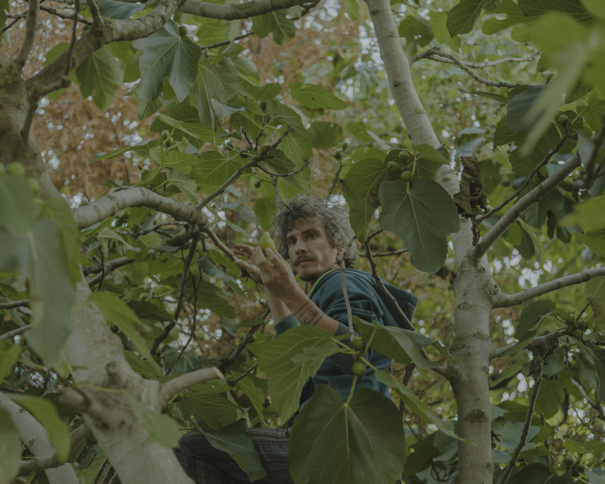 Claudio climbed a tree to find the figs. He moved to Denmark for Christiania from Sicily in 2009, now visiting it from time to time